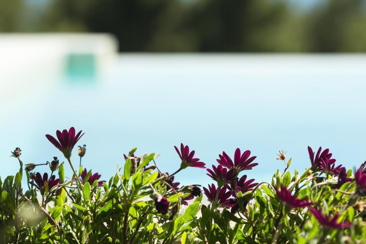 Olivia Estate Villa With Private Swimming Pool Elia Nikitis Exteriör bild